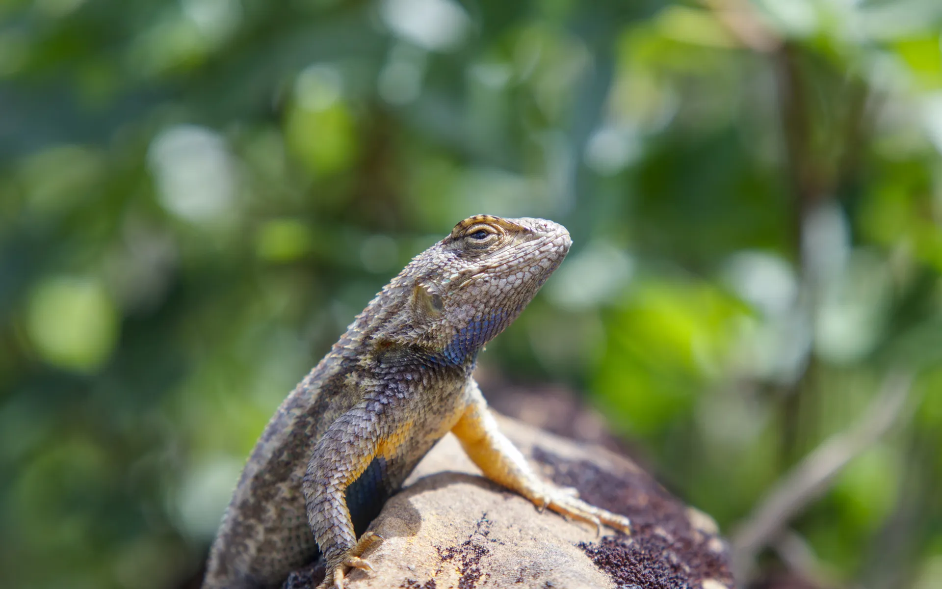 Stebbins Cold Canyon - photo 4