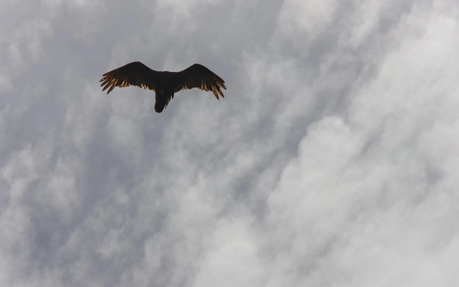 Stebbins Cold Canyon - photo 5