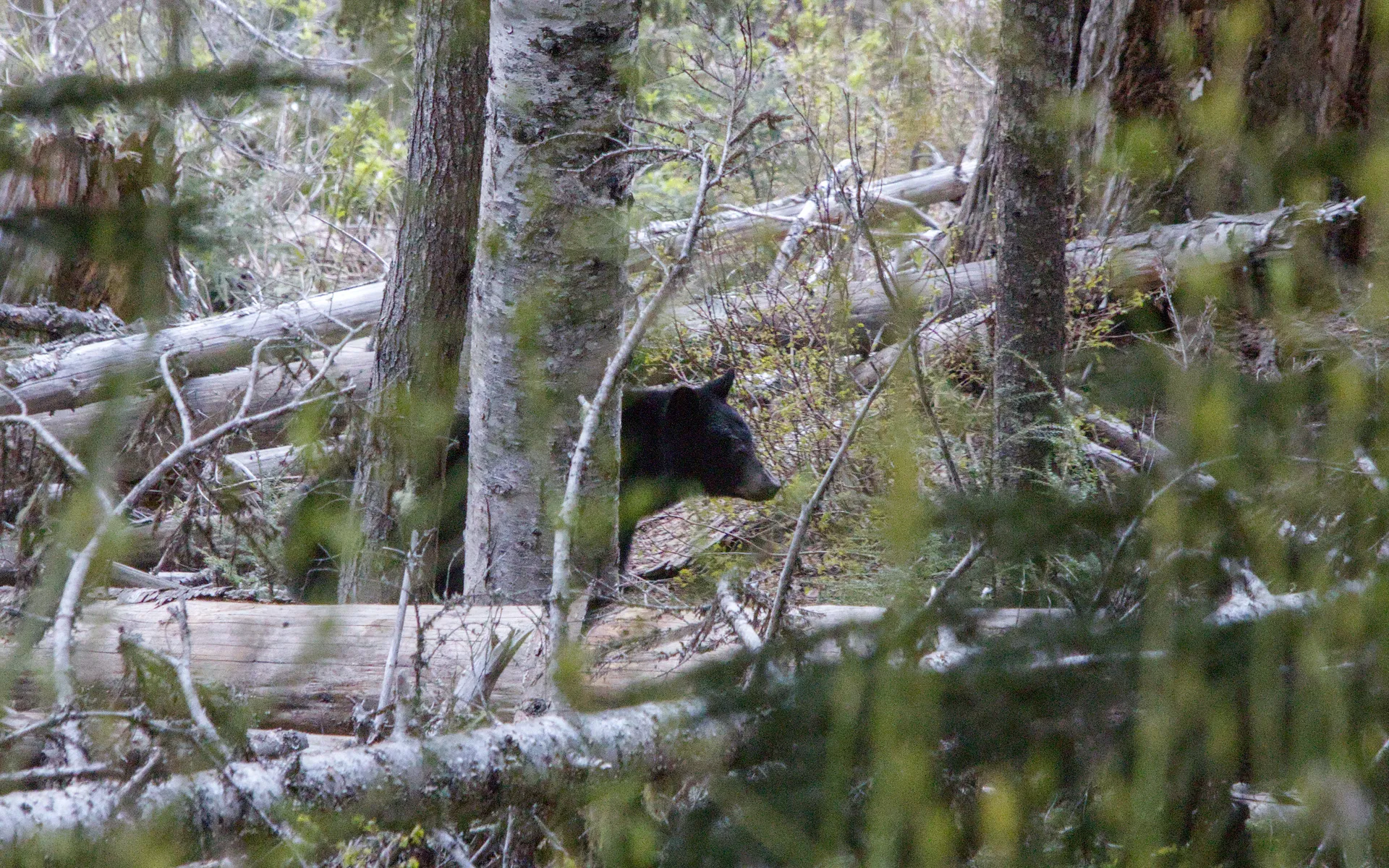North Cascades - photo 4