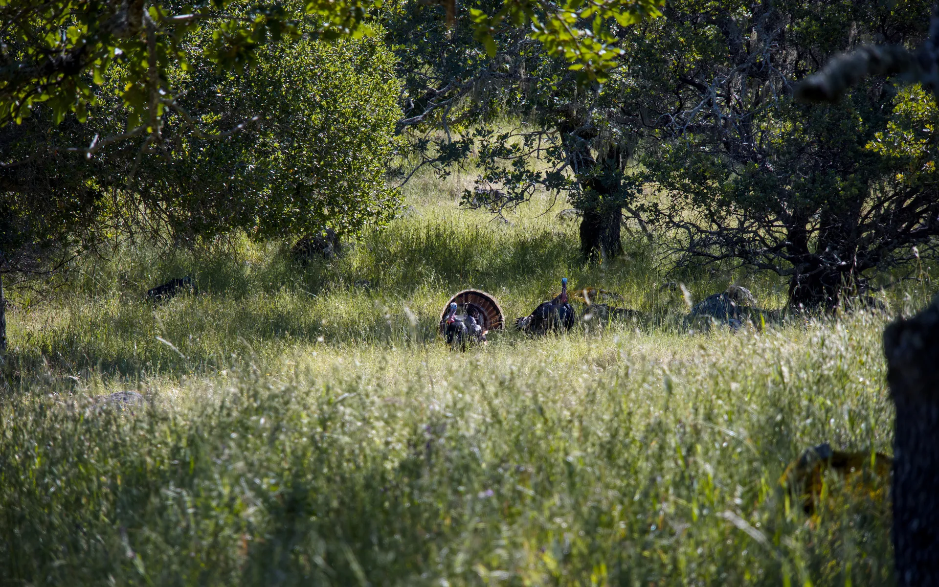 Trione-Annadel State Park - photo 4