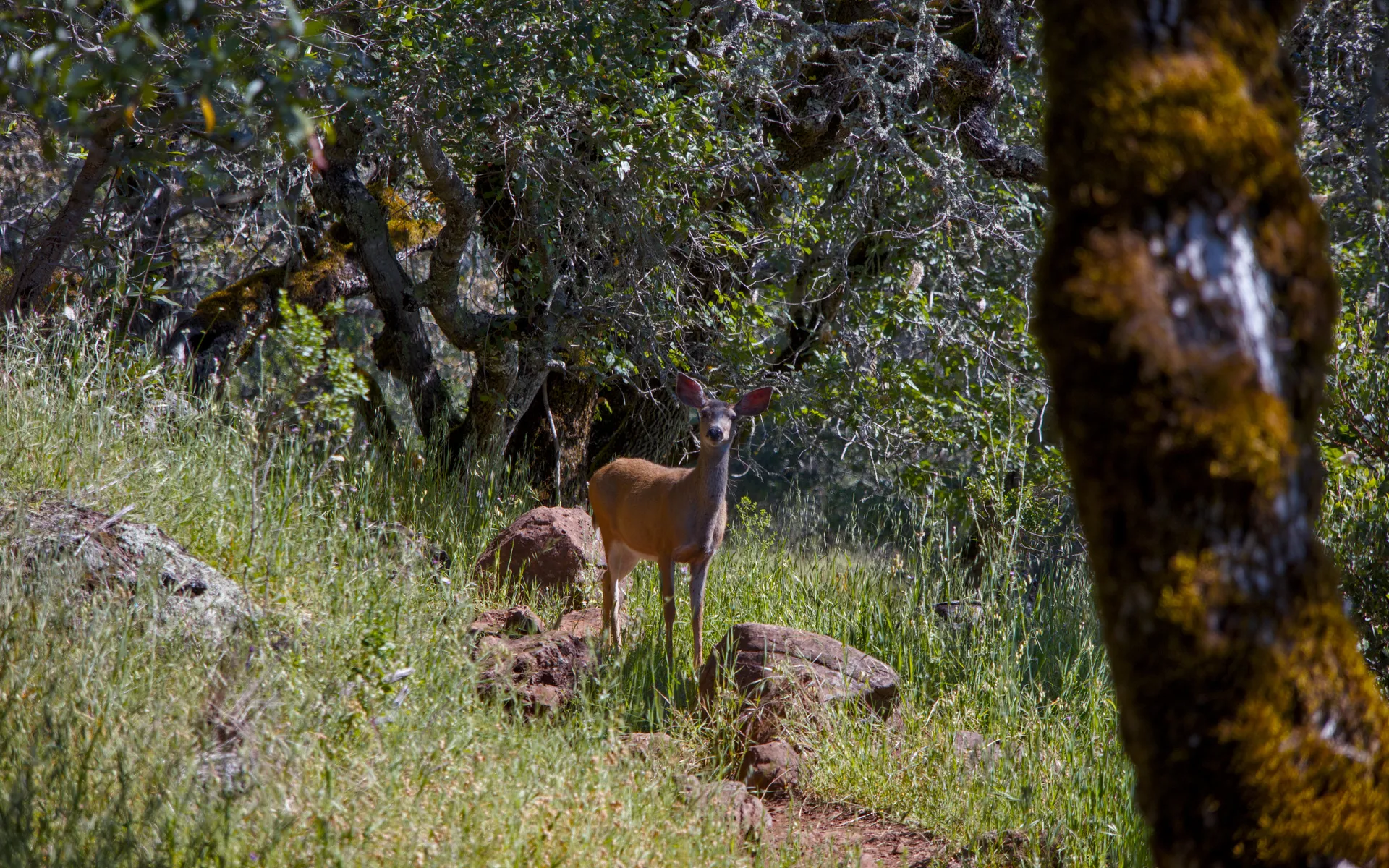 Trione-Annadel State Park - photo 5