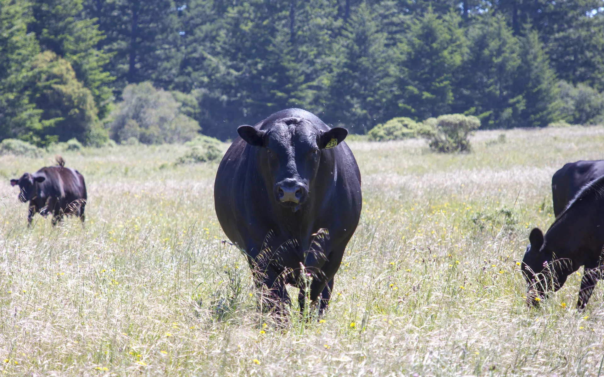 Bolinas Ridge - photo 5