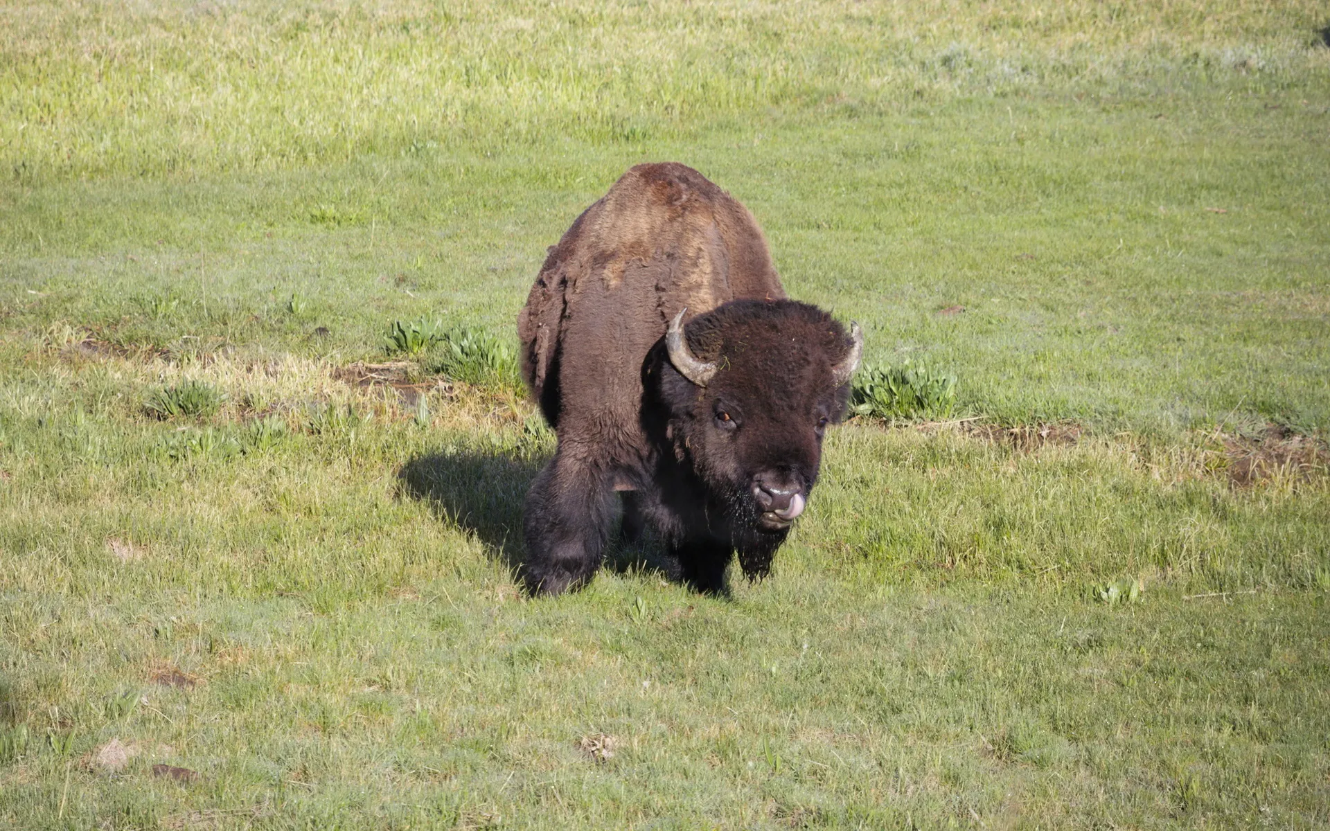 Yellowstone - photo 5