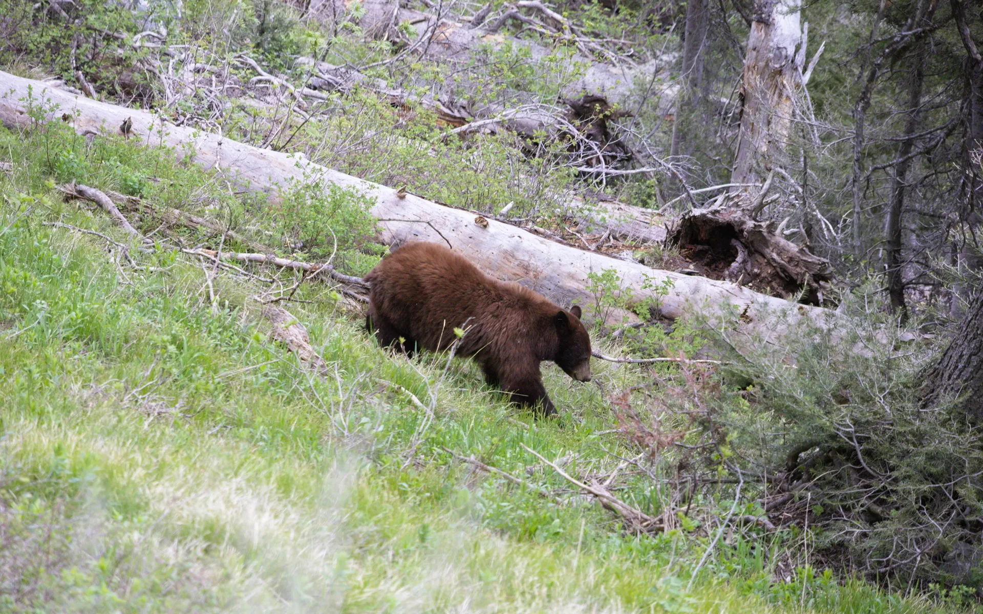 Grand Teton - photo 5