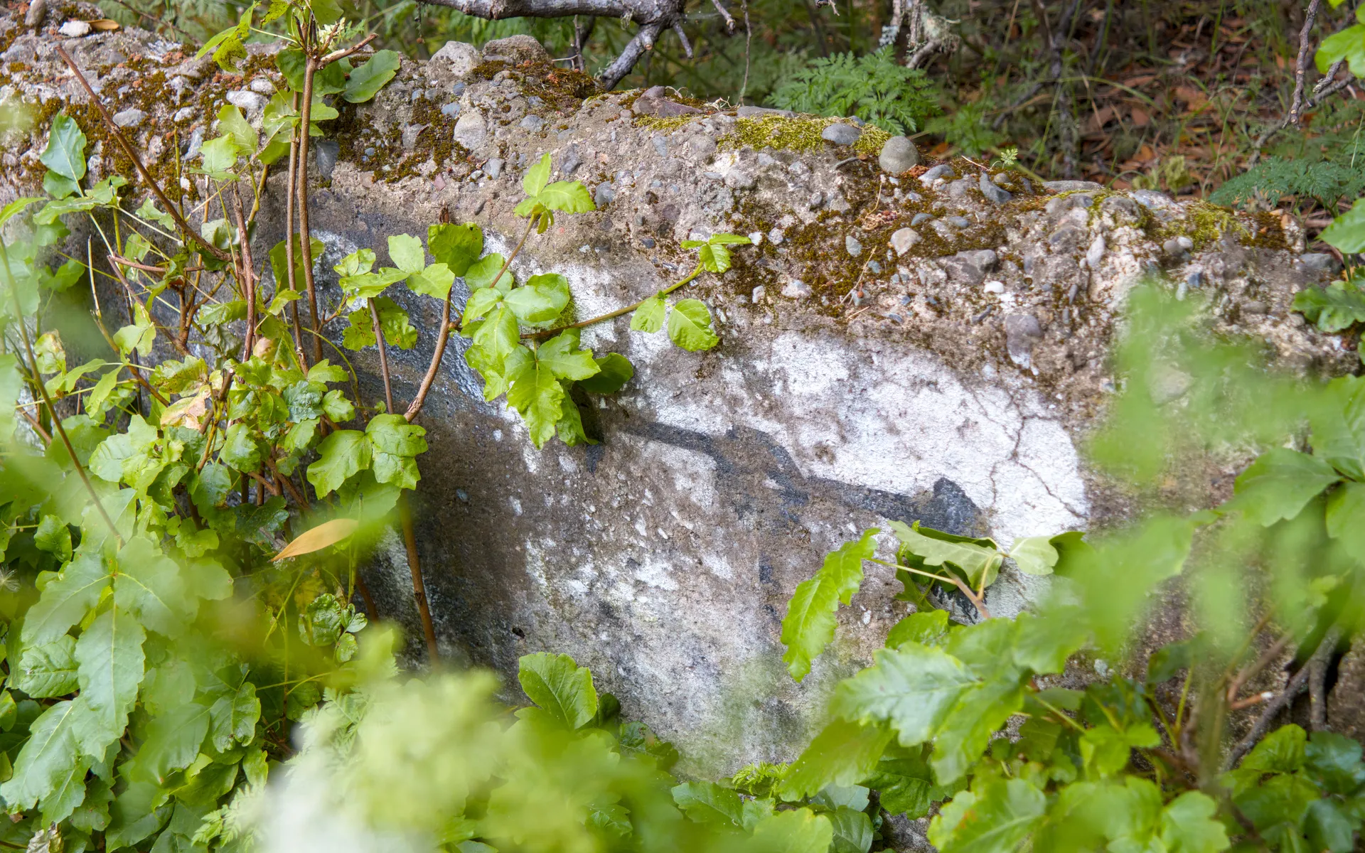 Wildcat Canyon - photo 4