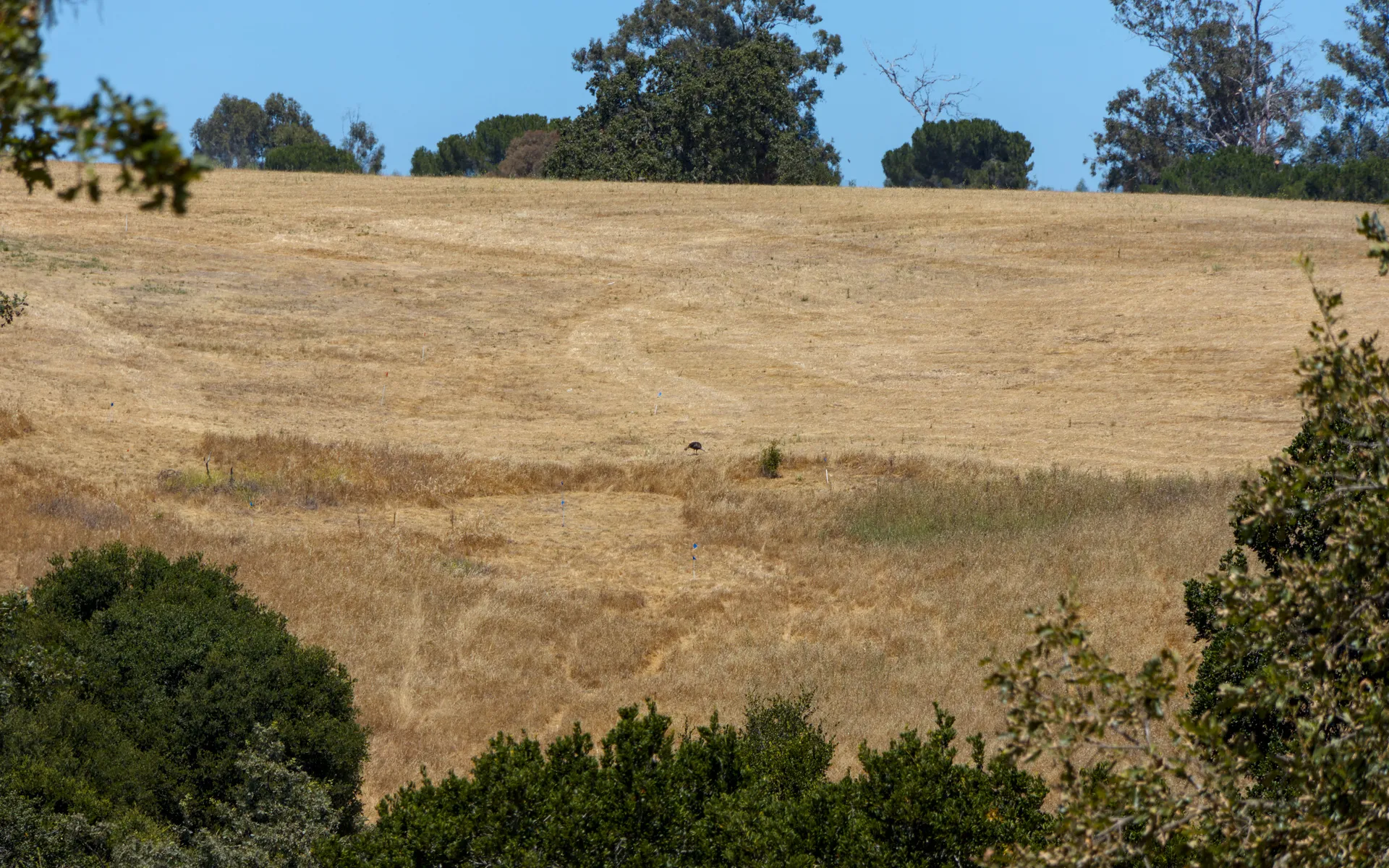 Arastradero - photo 3