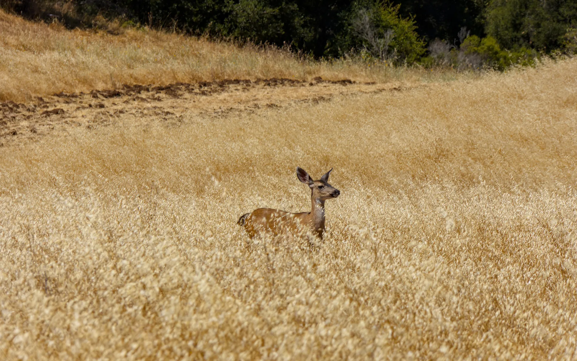 Arastradero - photo 5