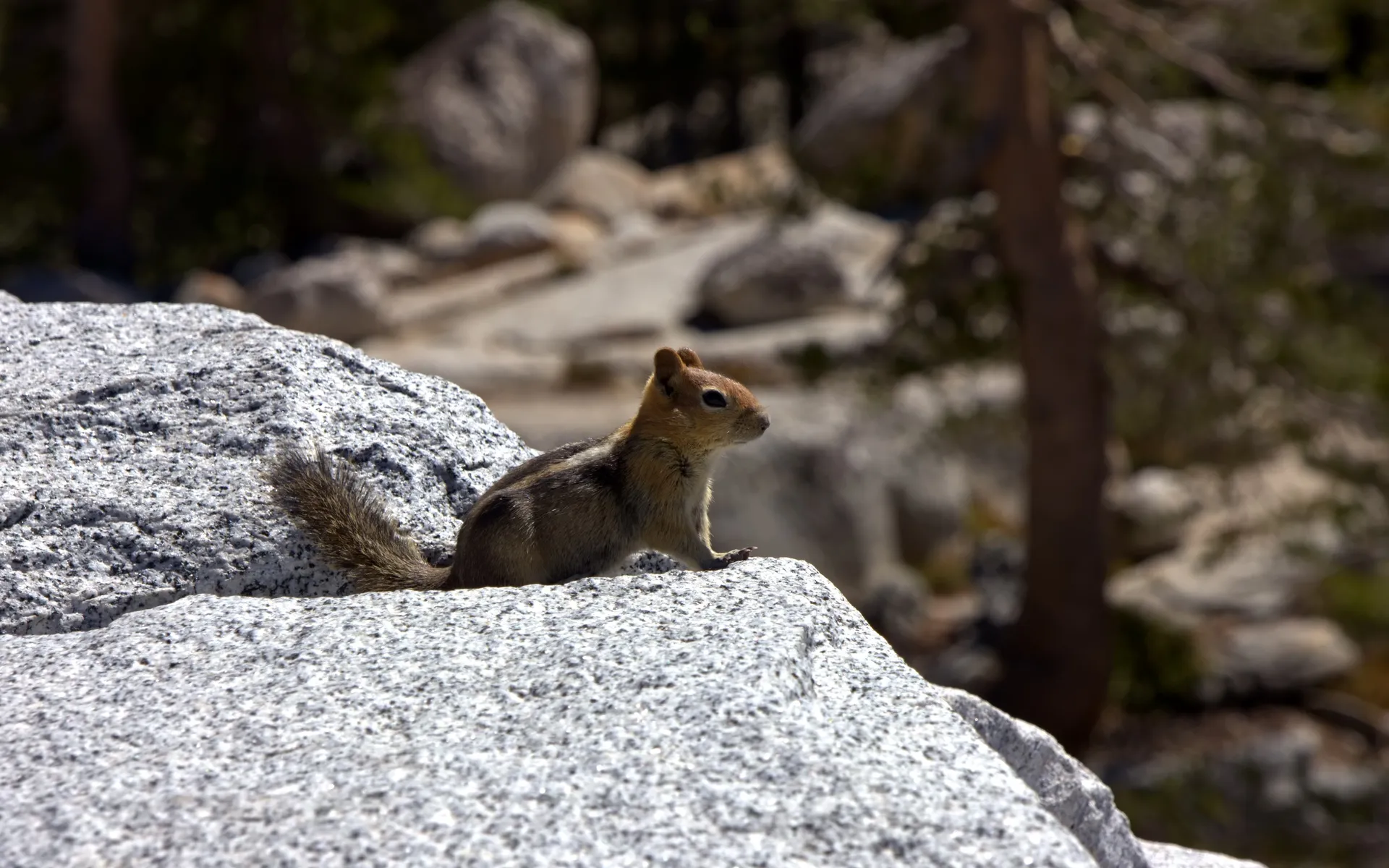 Eastern Sierra - photo 3