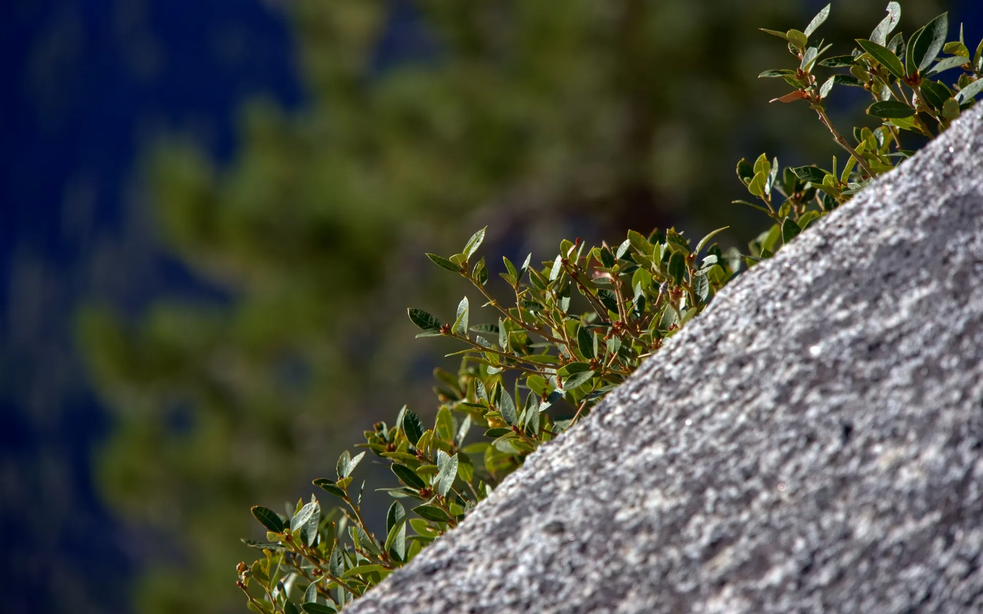 Half Dome - photo 4